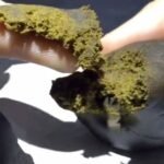 The Medicinal Cannabis Dispensary