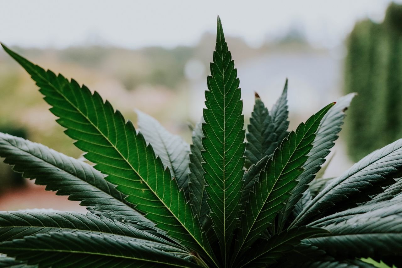 Home Close-up of vibrant cannabis leaves outdoors, showcasing natural beauty and symmetry.