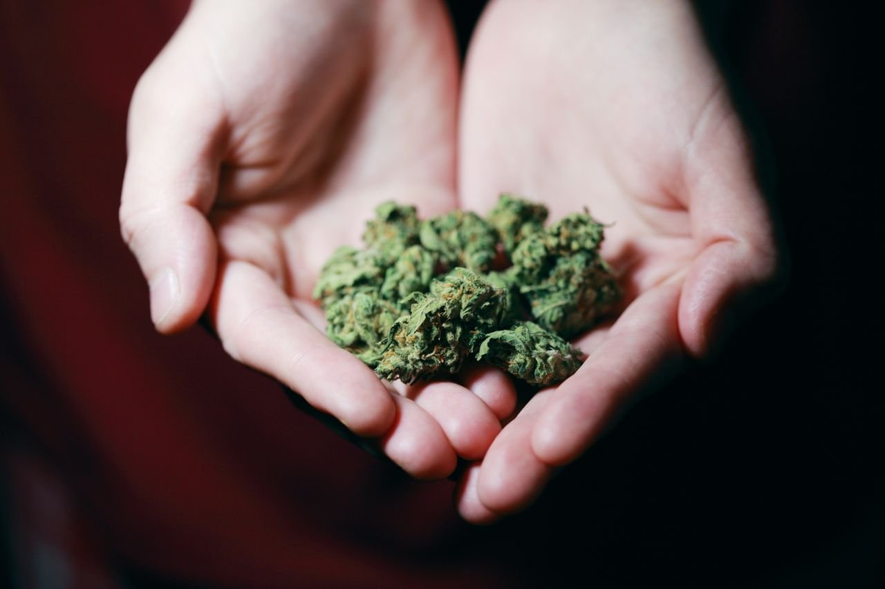 Services Close-up photo of hands gently holding marijuana buds, highlighting natural medicine.