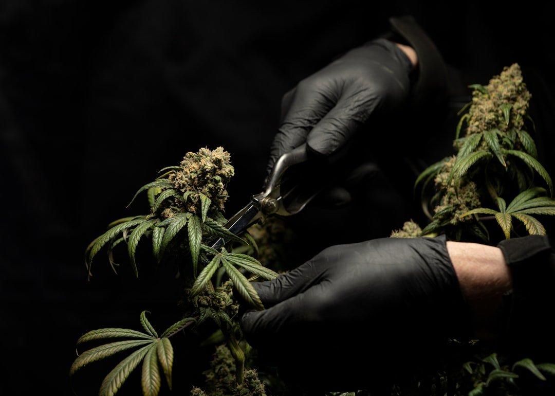 Services cutting our cannabis flowers and plants. high quality CBD. hemp products. cannabis light. weed. marijuana. canapa. cannabis leaf
follow us on instagram @crystalweed_official and please link back to our website www.crystalweed.it
